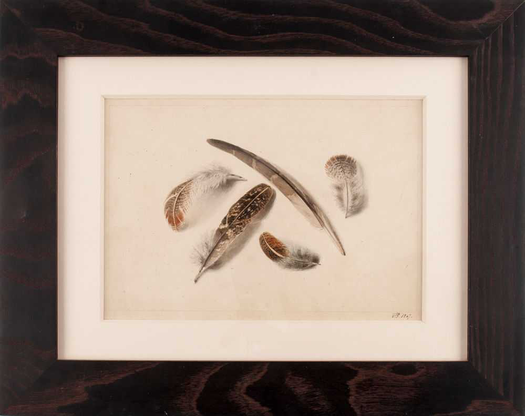 A Group of Partridge Feathers