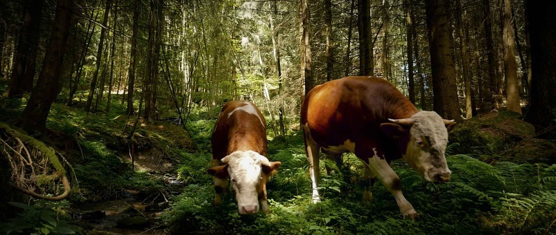 Still THE END OF MEAT