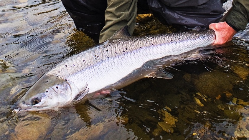 Steelhead Flyfisher Atlantic Salmon In Norway