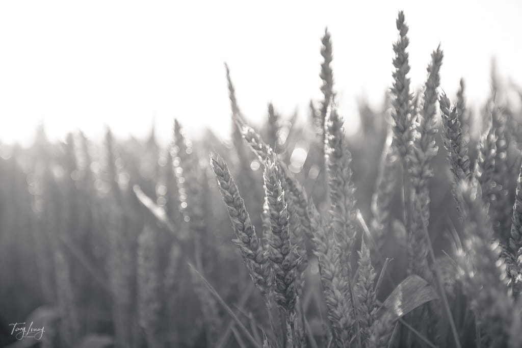 Corn