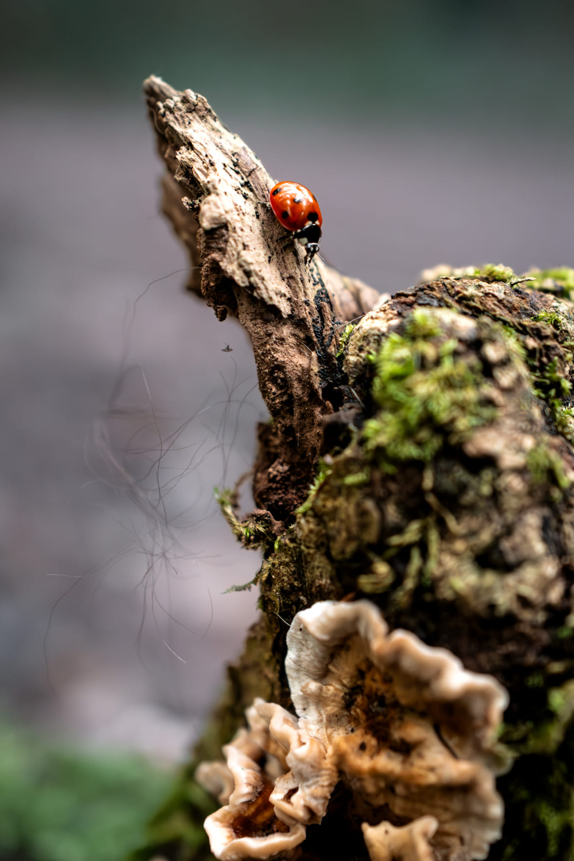 Macro Photography