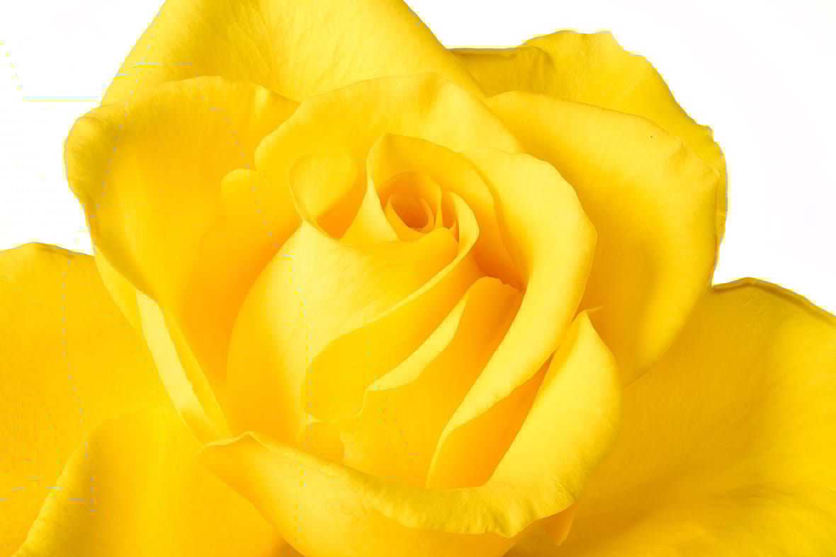 Focus stacking image