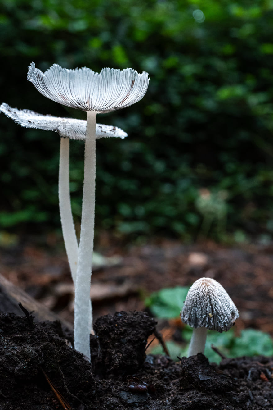 Macro Photography