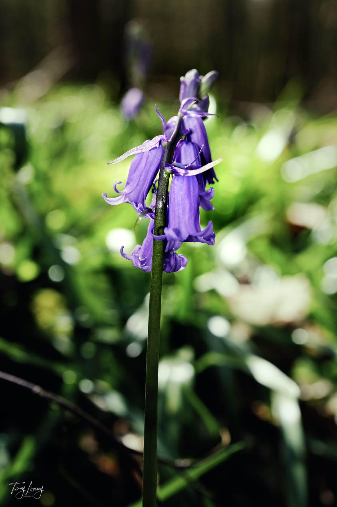 Single Bluebell Bloom