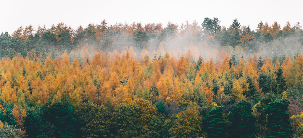 Autumn View