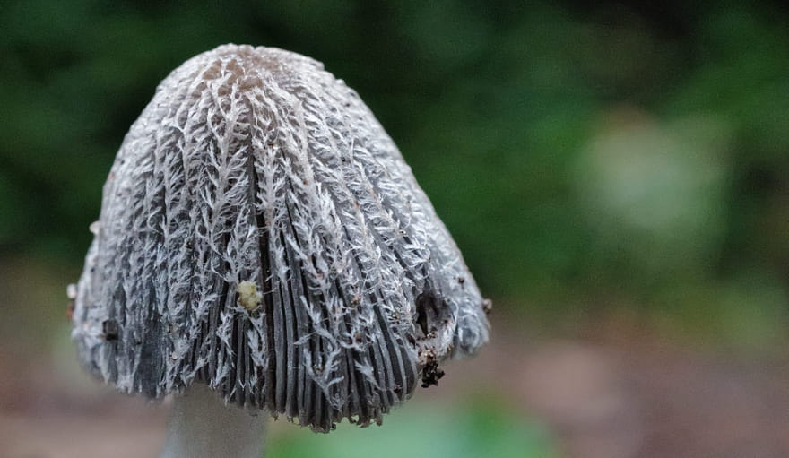 Macro Photography