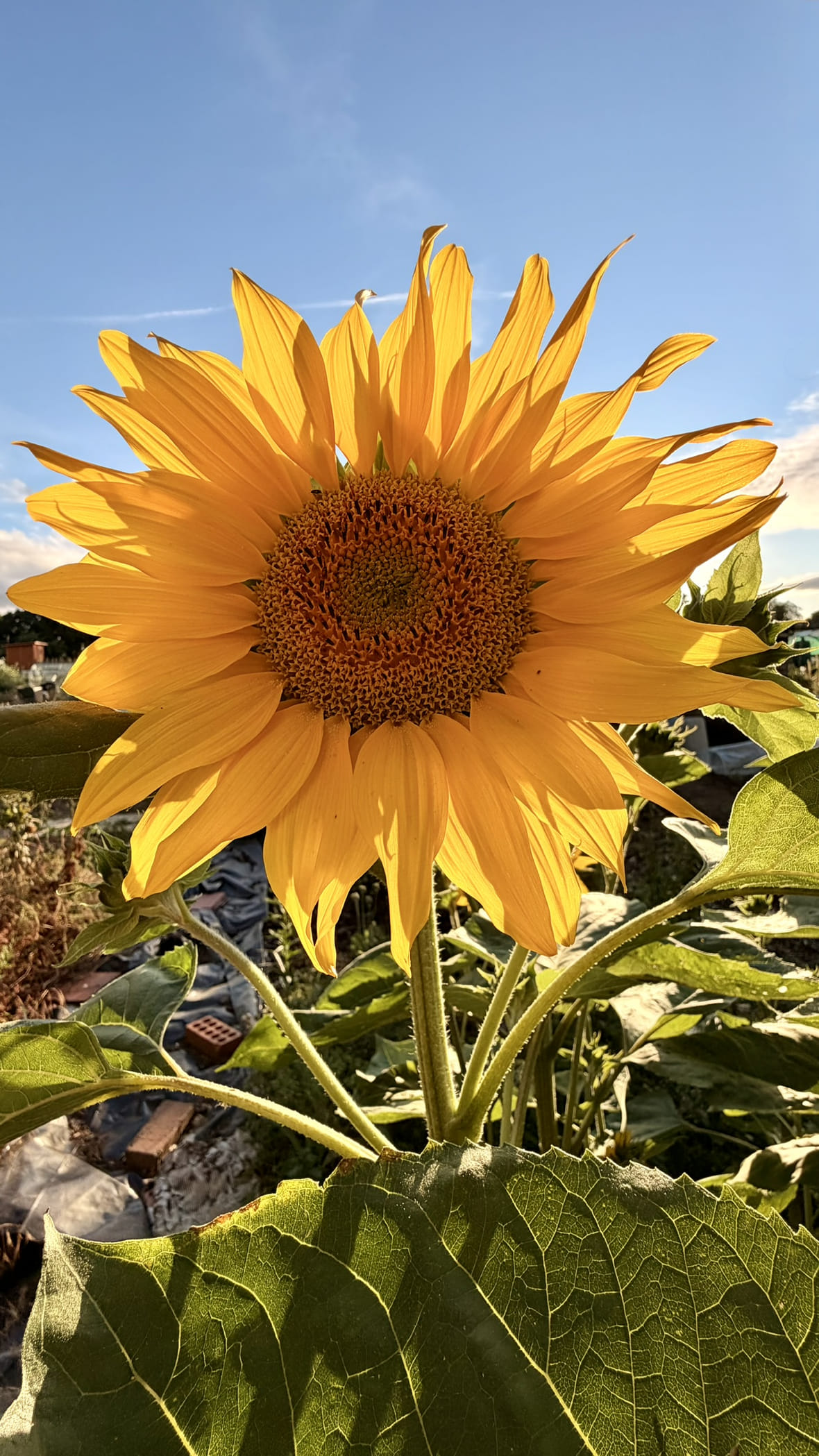 Sunflower