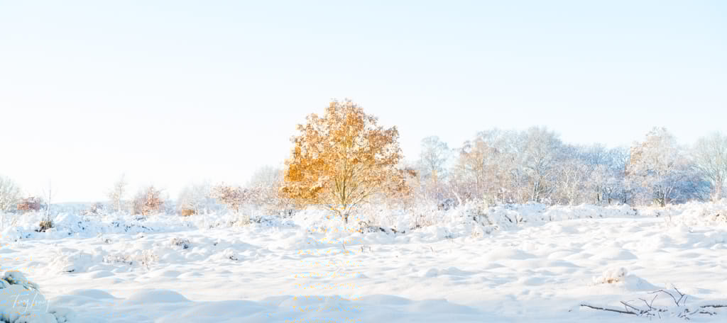 Snow-covered field with trees in the background, one prominent tree with orange leaves standing out against the snowy landscape under a clear sky.