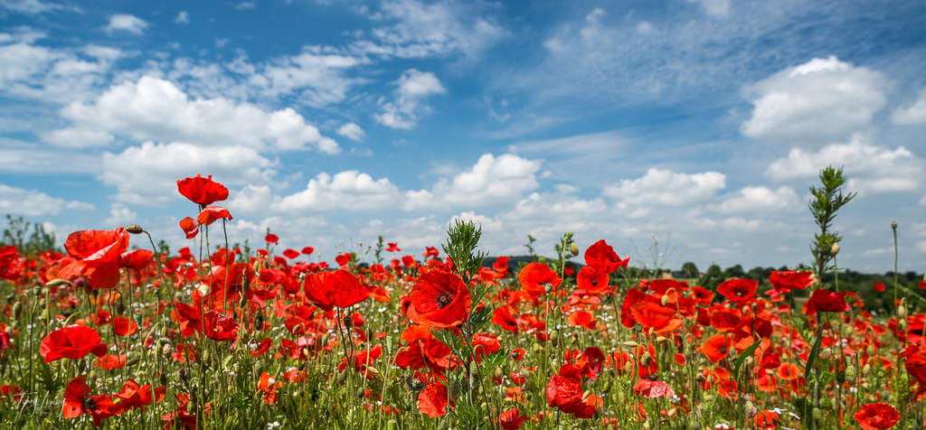 Poppies, Poppies Poppies