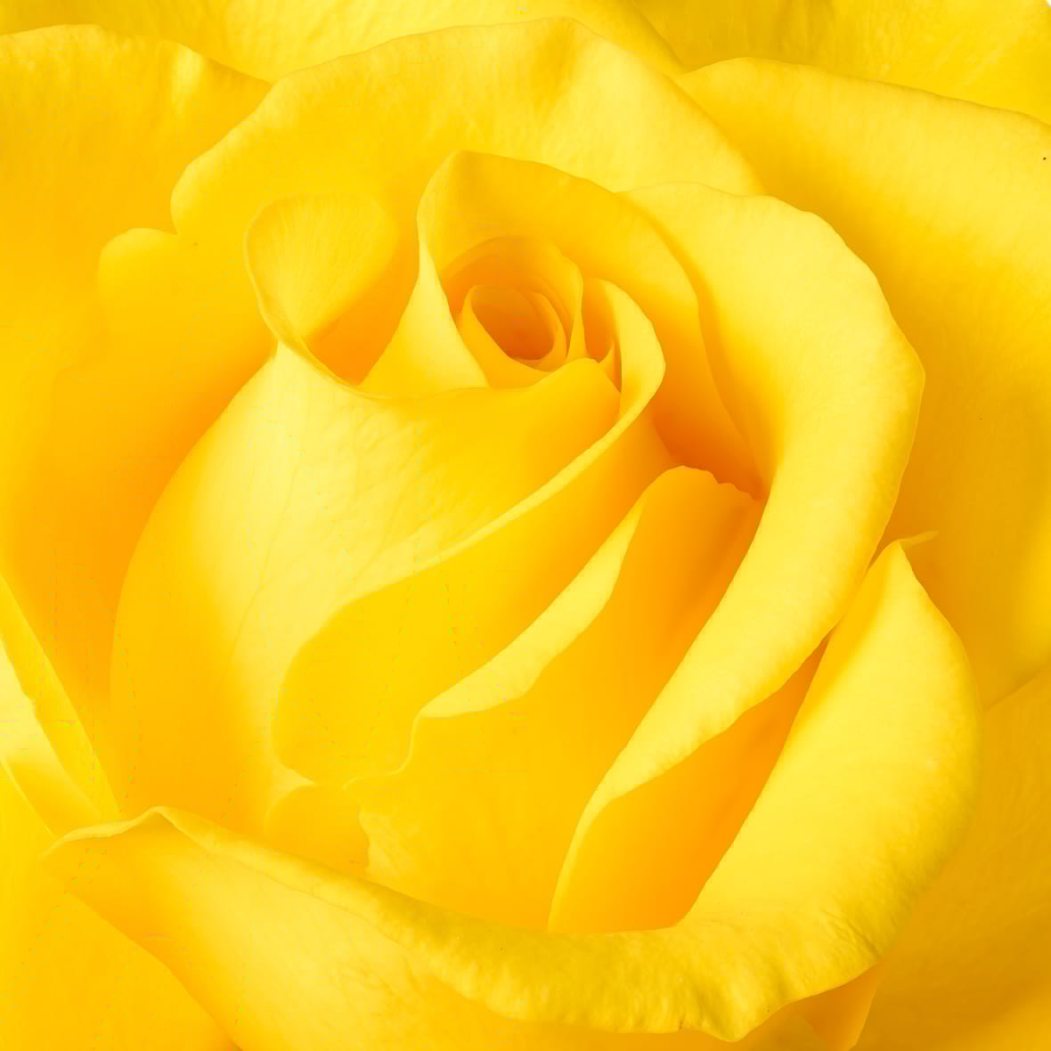 Focus stacking image