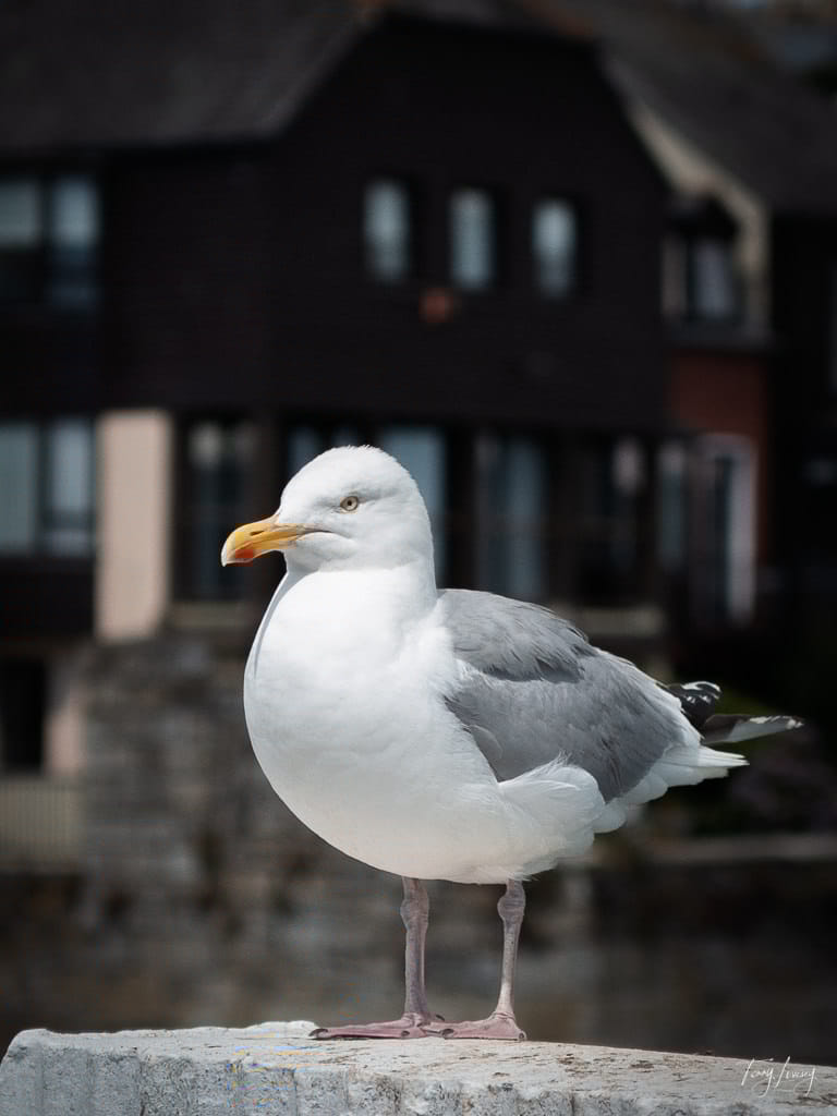 Seagull