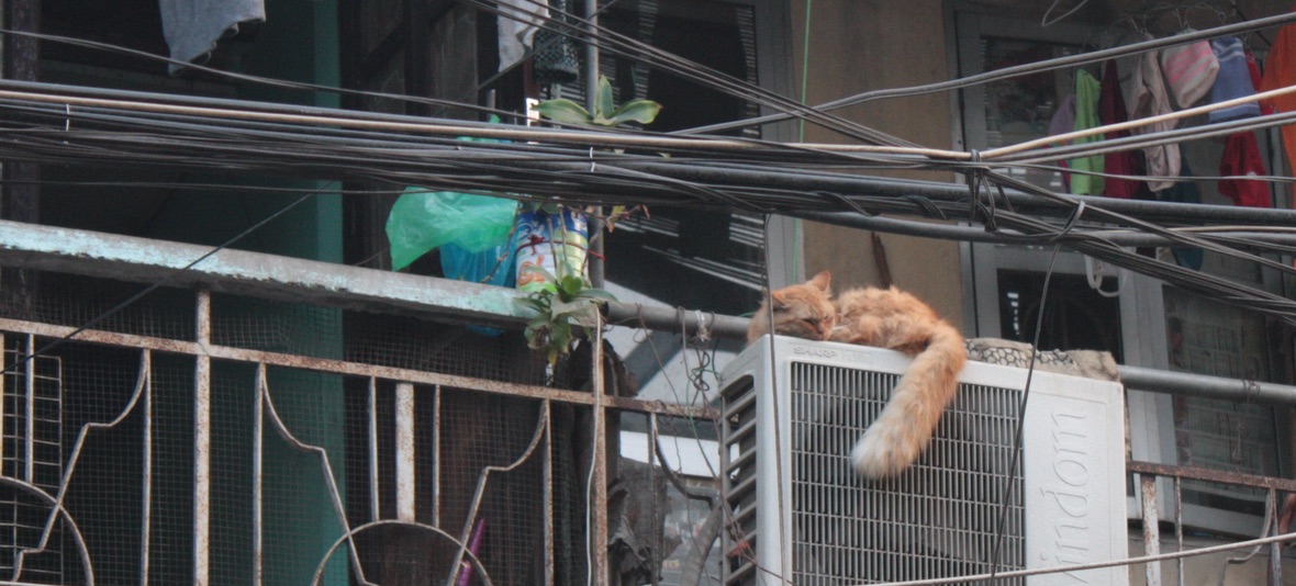 Meditierende Katze im Getümmel Hanois