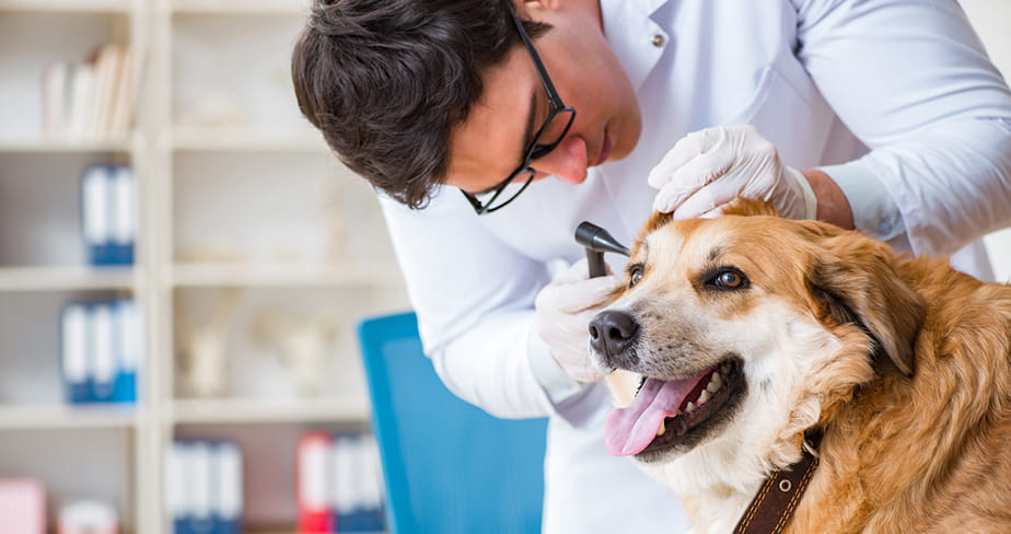 Veterinarian wearing white coat and gloves examining a dog's ear with an otoscope in a clinic.